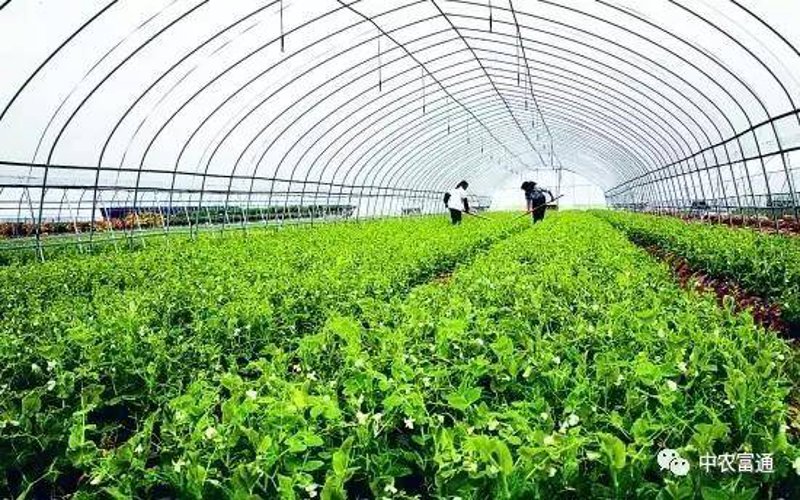生物农业种植