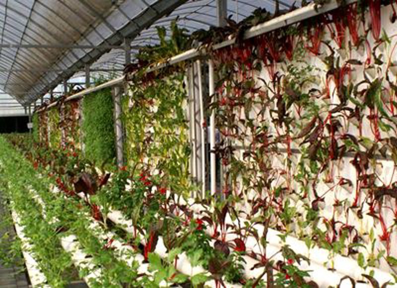 微生物肥料：成本分析与种植效益