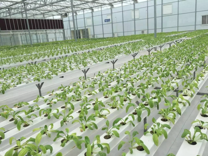 生物农业种植：绿色未来的新篇章